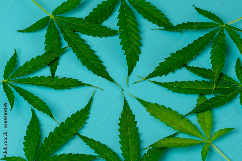 Cannabis leaves in circle. Blue background. Top view on marijuana green leaf. Design weed