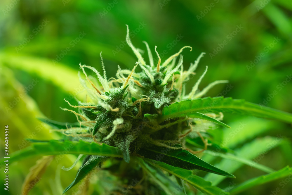 Bud cannabis plant with leaf, marijuana macro photo. Blurry background. Trichomes and hair with THC Bud cannabis plant with leaf, marijuana macro photo. Blurry background. Trichomes and hair with THC
