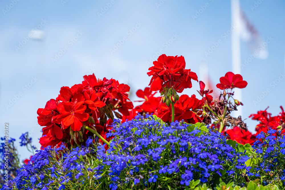 Closeup picture of red and blue flowers with a blurry blue sky as a background. Picture from Landskrona, southern Sweden Closeup picture of red and blue flowers with a blurry blue sky as a background. Picture from Landskrona, southern Sweden