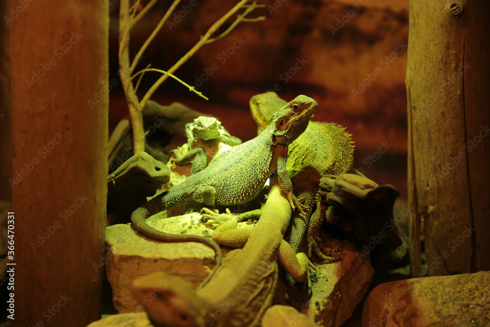 Reptile under an infrared heat lamp. A beautiful rare animal. Aquarium for amphibians, imitation of natural conditions.