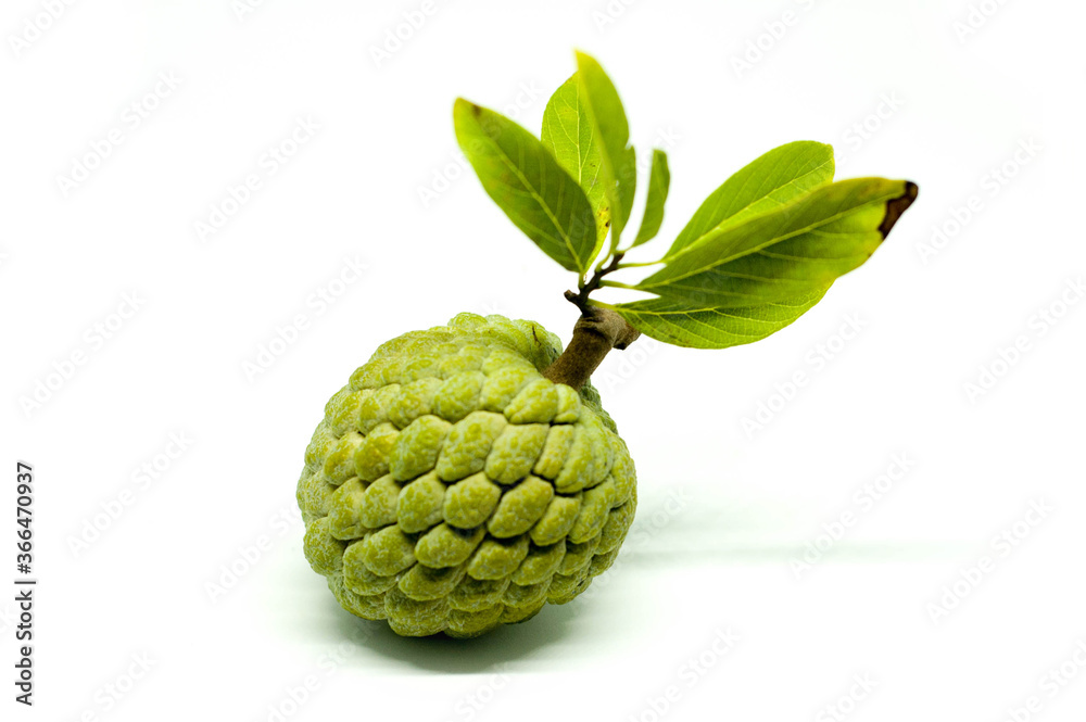 One Fresh Organic Sugar Apple Srikaya Fruit Isolated on White Background One Fresh Organic Sugar Apple Srikaya Fruit Isolated on White Background