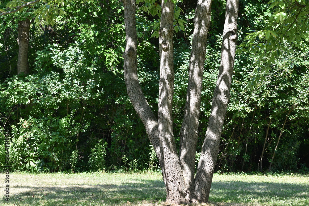 Obraz premium trees in the park