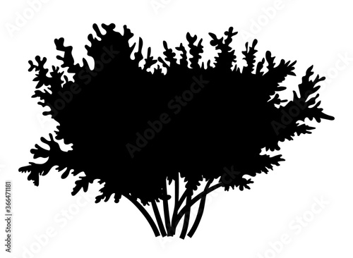 Silhouette bush with leaves isolated on white background. Lush wide bush several thick branches wide crown. Decorative vegetation of a city park or garden, forest plant outlines vector illustration