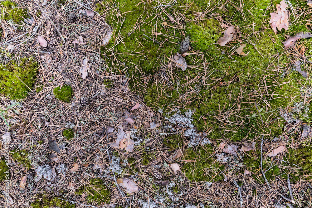 Saturated natural texture and background with moss. Pine forest and needles on the ground. Earth and moss. Summer bright forest background. Saturated natural texture and background with moss. Pine forest and needles on the ground. Earth and moss. Summer bright forest background.