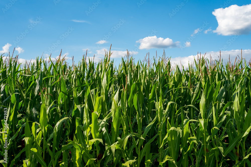 Obraz premium Maisfeld