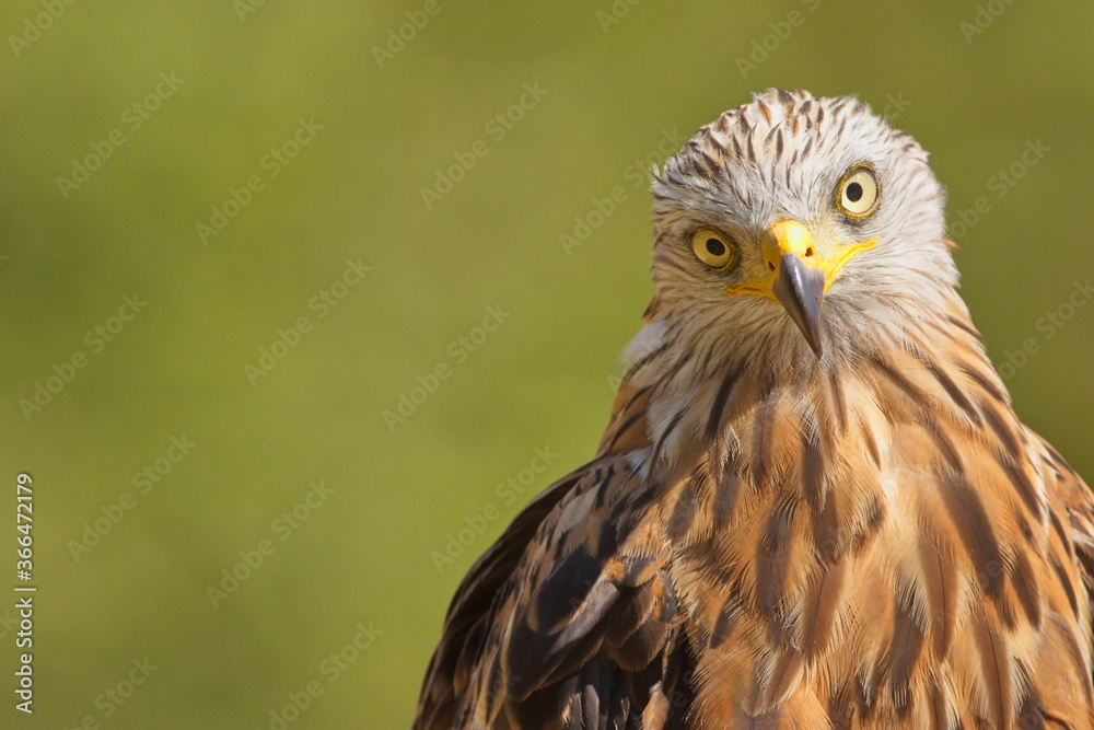 The Red Kite (Milvus milvus) raptor portrait. The Red Kite is a medium-large bird of prey in the family Accipitridae. Taken in Izco (Basque Country. The Red Kite (Milvus milvus) raptor portrait. The Red Kite is a medium-large bird of prey in the family Accipitridae. Taken in Izco (Basque Country.