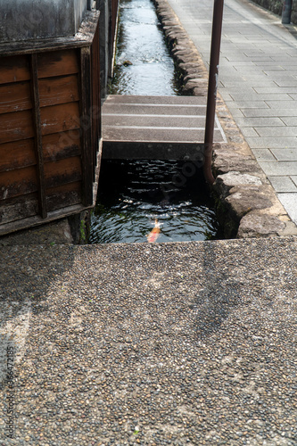 長崎県島原市 鯉の泳ぐまち