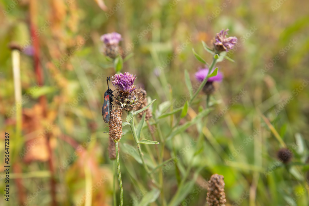 6 spot burnet moths, Zygaena filipendulae, together mating on a flowering purple thistle plant in Scotland.