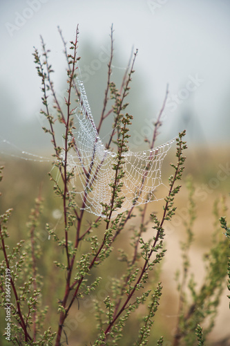 Lacy cobwebs woven on branches in dew drops on a late cold autumn morning