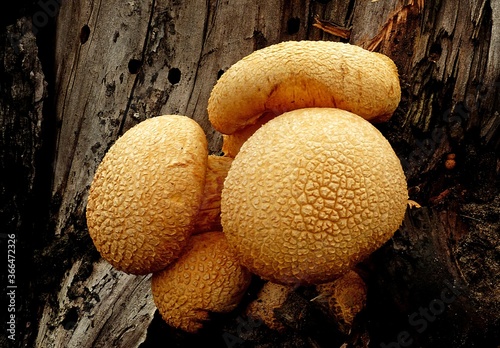 Closeup of a group of Spectacular Rustgill growing on rotten wood in the forest photo