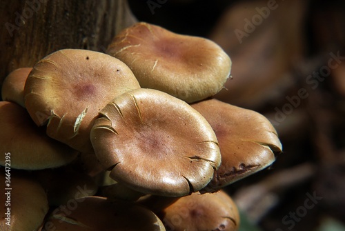 Extreme closeup of a group of brown mushrooms with torn caps against a blurry background photo