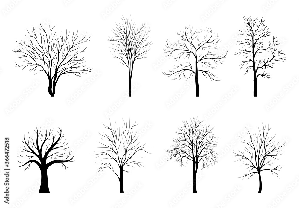 Obraz premium Trees silhouettes set isolated on white background.. Vector illustration