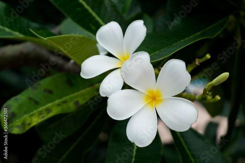 the flower call Frangipani or Plumeria or Temple Tree or Graveyard Tree.  a lot of white flowers in the tropic forrest.