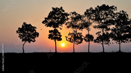 Silhouette of tree on sunset. Summer vacation and natural adventure concept