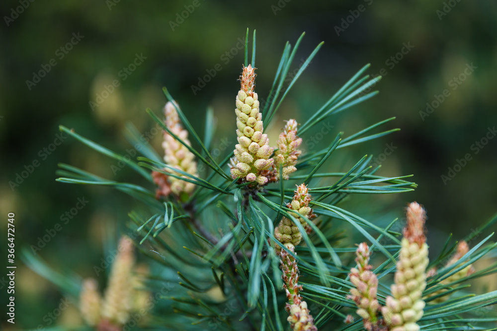 Flowering pine. Yellow pollen on a pine green tree. June, summer in the forest. Belarusian forest. Coniferous trees. Flowering pine. Yellow pollen on a pine green tree. June, summer in the forest. Belarusian forest. Coniferous trees.
