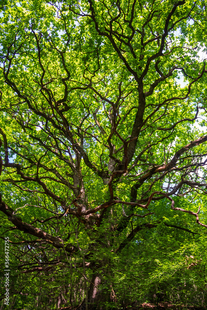 old big tree oak with huge branches in the summer forest