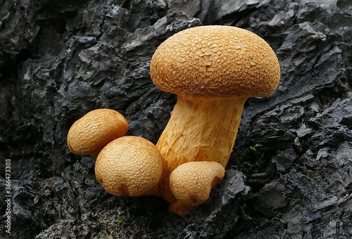 Closeup shot of Gymnopilus junonius on the bark of a tree photo