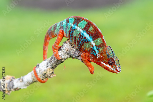 Adult male Ambilobe Panther Chameleon (Furcifer pardalis) photo
