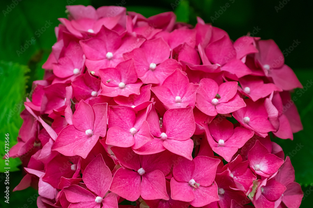 pink hydrangea flower