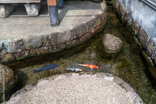 長崎県島原市　鯉の泳ぐまち