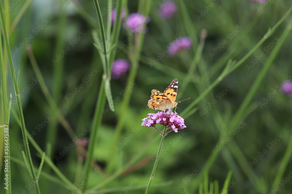 紫の花で休む蝶のアカタテハ
A butterfly named Vanessa indica resting on a purple flower. 紫の花で休む蝶のアカタテハ
A butterfly named Vanessa indica resting on a purple flower.