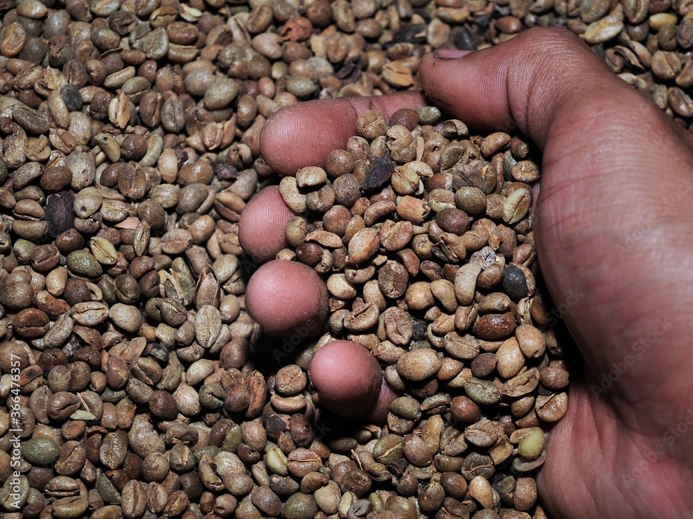 Close up of roasted coffee beans in hand Close up of roasted coffee beans in hand