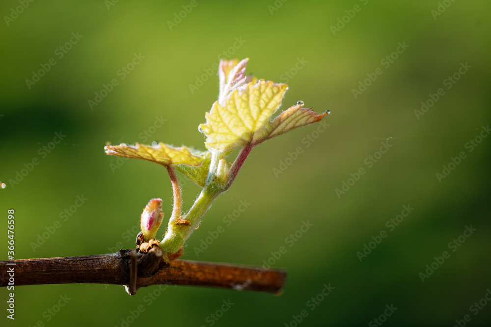 Spring. young green sprouts on the branches of grapes. Spring. young green sprouts on the branches of grapes.