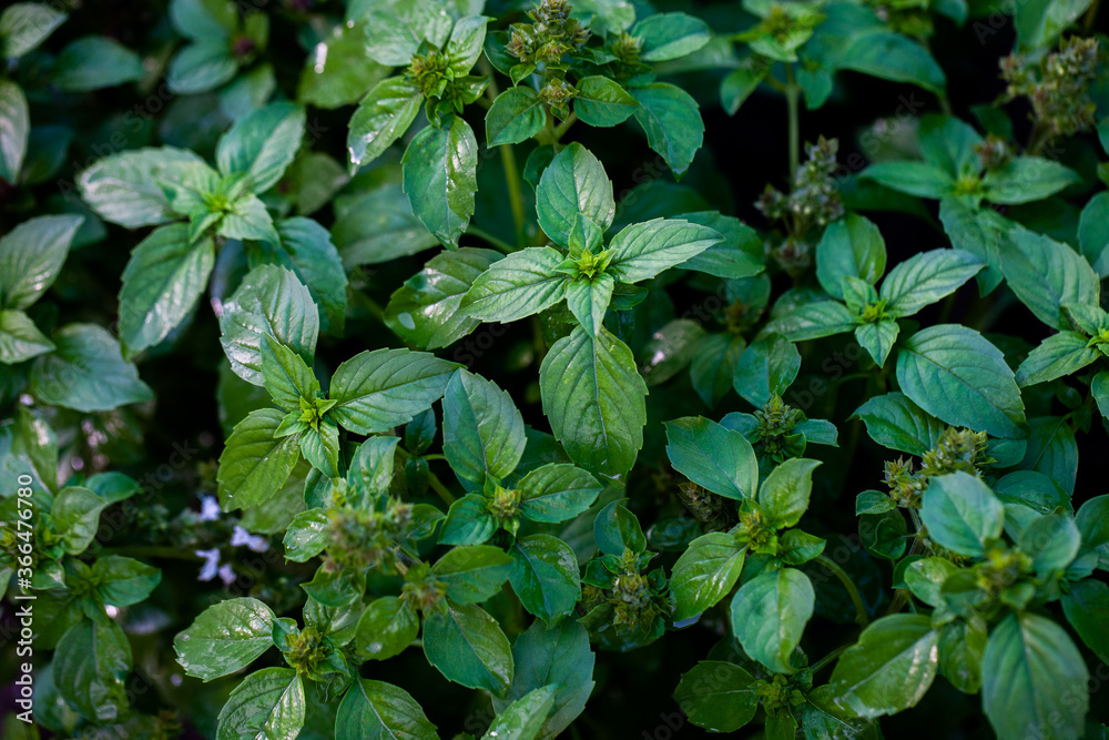 Mint leaves background. Green mint growing in garden. Mint leaves background. Green mint growing in garden.
