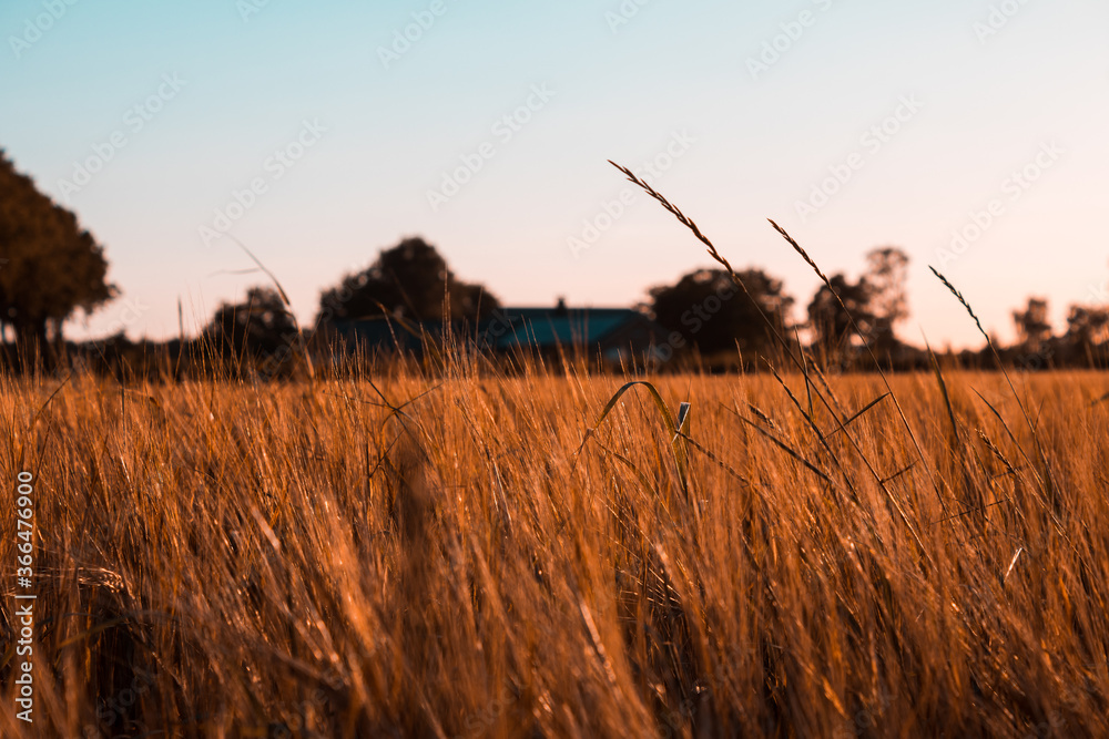 Fototapeta premium Wheat field during sunset