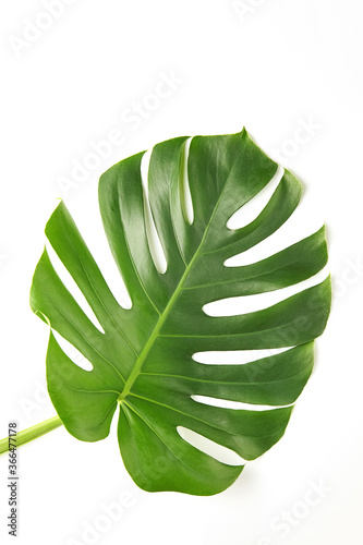 Green fresh leaf of a tropical plant, monstera, isolated on a white background. flat lay. copy space.