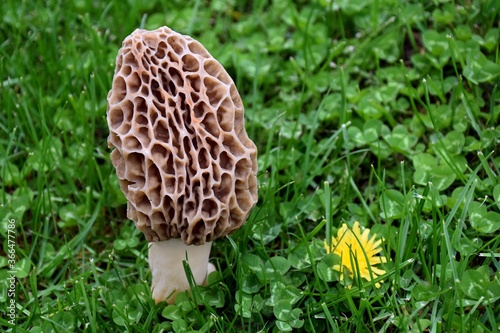 Morchella, edible and gourmet mushroom on the grass.