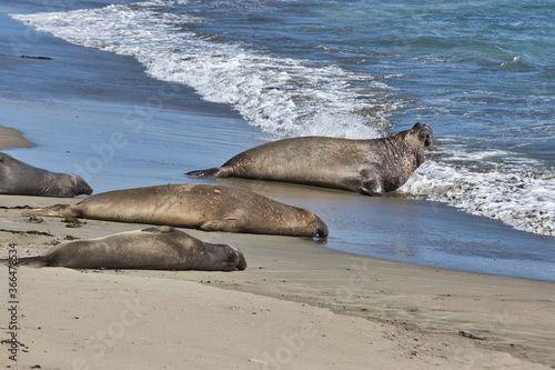 Elephant seal rookery in San Simeon California