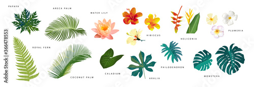Set of vector realistic tropical leaves and flowers with names isolated on white background. Artistic botanical illustration photo