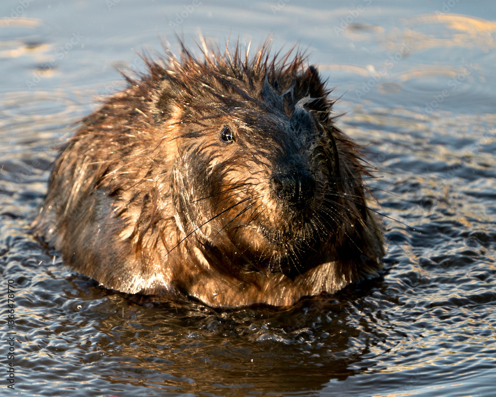 Beaver stock photos. Beaver head close-up profile view looking at the camera in the water displaying wet brown fur coat, head, nose, whiskers, eyes, paws in its habitat. Image. Picture. Portrait.