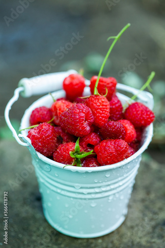 fresh raspberries in basket. Berries in garden. Organic healthy food. Fruits.