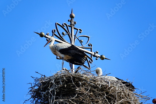 Les cigognes  des oiseaux typiques de la r  gion d Alsace  en France