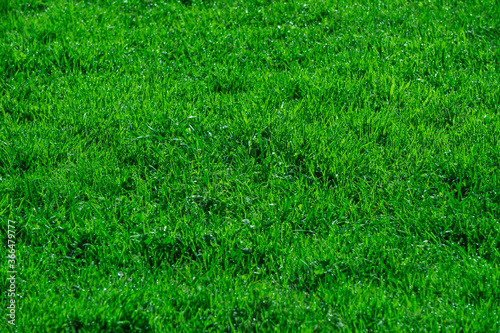 Full frame of fresh green grass field in the park.