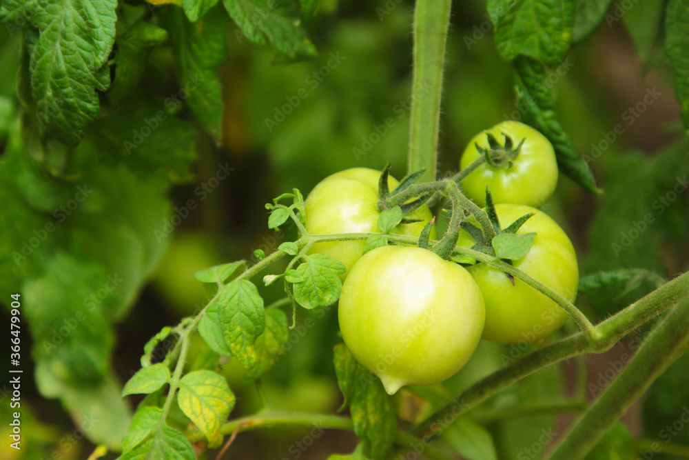 Fototapeta premium Green tomatoes growing on the branches. It is cultivated in the garden.