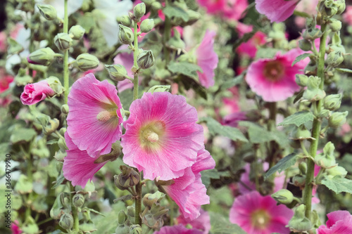 Colourful hollyhocks, or 'Alcea' in bloom over the summer months