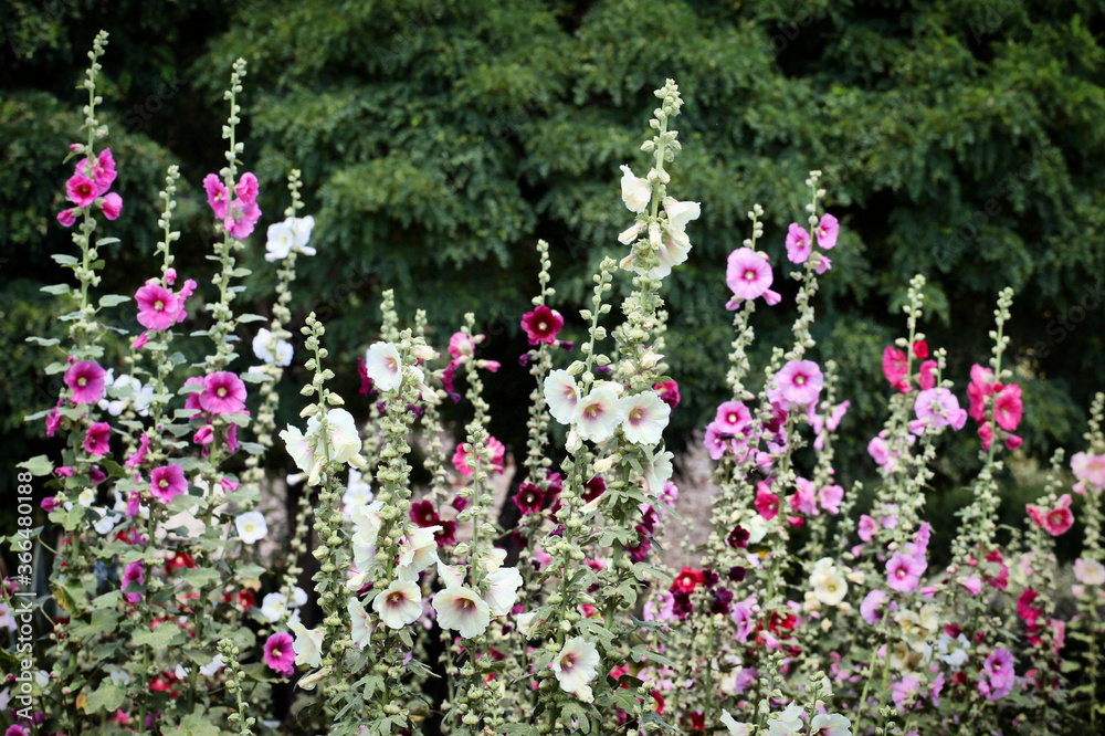 Fototapeta premium Colourful hollyhocks, or 'Alcea' in bloom over the summer months