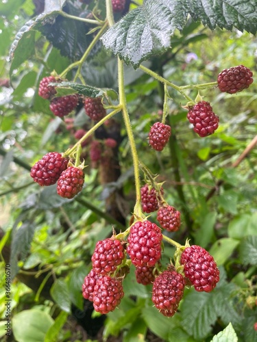 berries of a raspberry