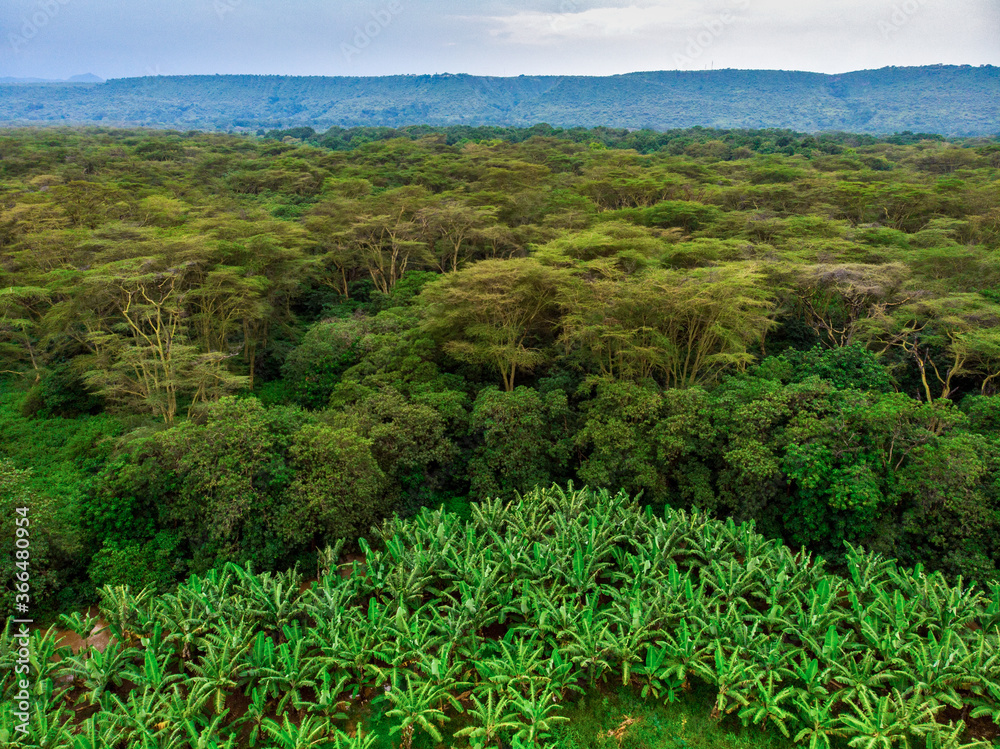 Aerial view on banana plantation bordered wit a Primal Virgin Forest of Manyara National Park Concervation Area in East Africa, Tanzania