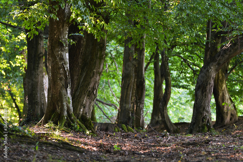 Aesthetic forest trees in summer light