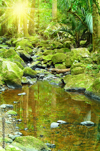 Moss covered rocks in a small forest stream ending in a shallow pool