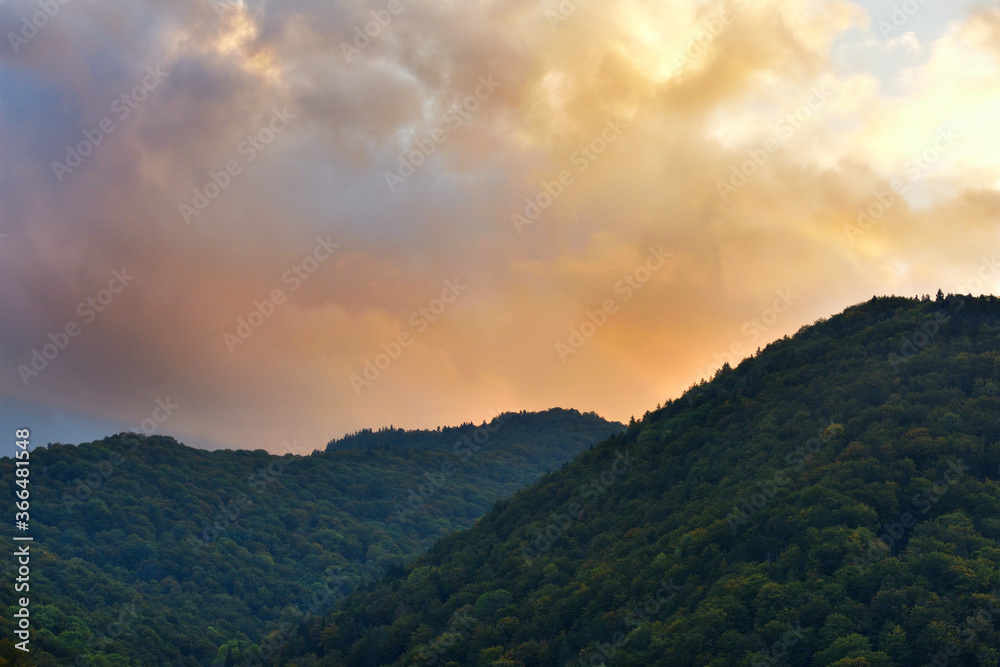 Dark forest in sunset light