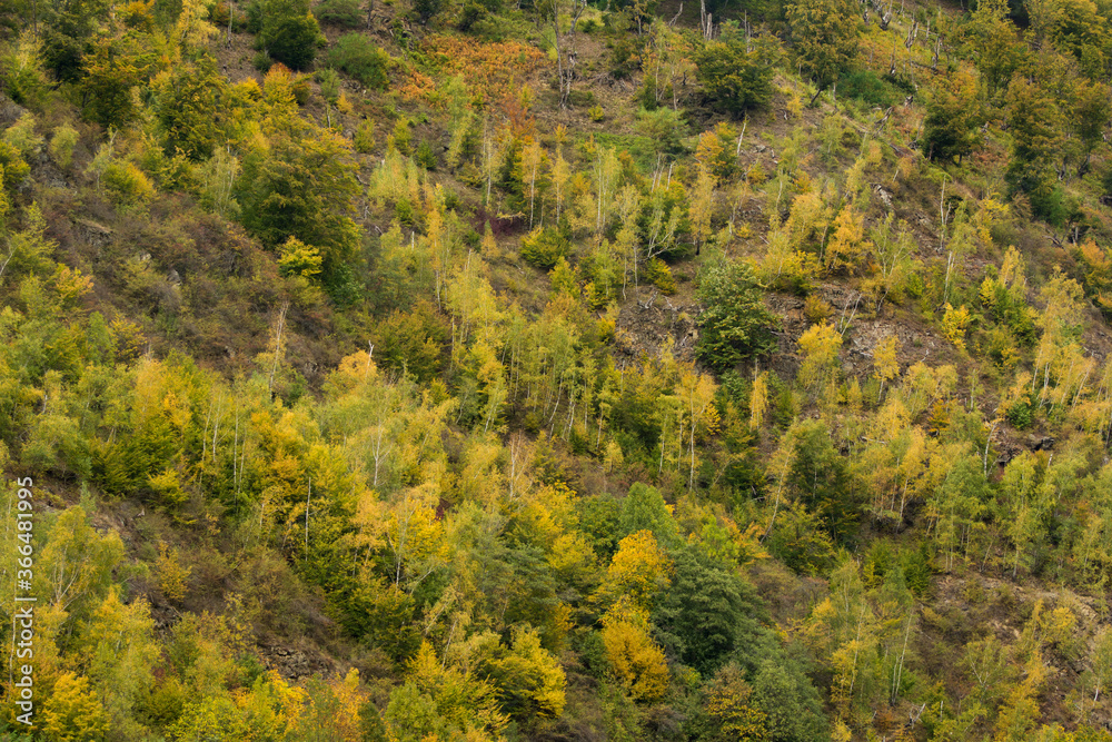 Aerial view of birch forest in autumn