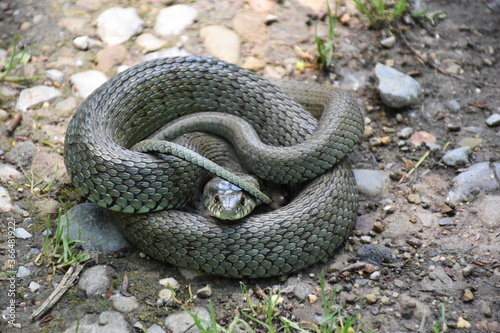Collared snake (Natrix astreptophora) in defensive front position.