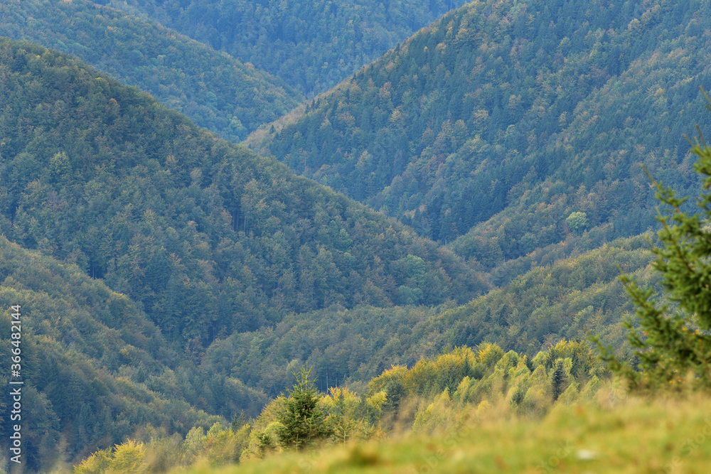 Telephoto of forest in autumn