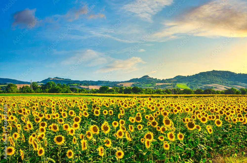 Fototapeta premium Sunflowers field panoramic landscape at sunset in Tuscany.