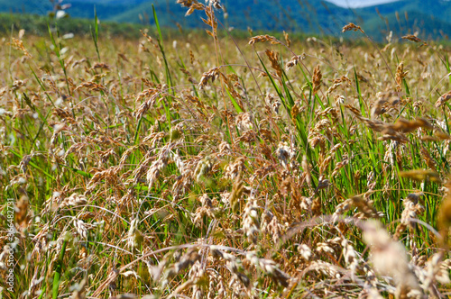 Field of oat